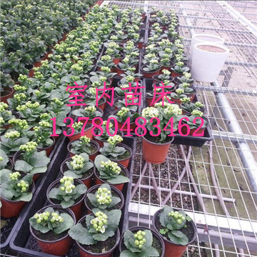 溫室<a href='/' target='_blank'><a href='http://www.ssav9.com/miaochuangsheshi/203.html'target='_blank'>花架網</a></a>廠家